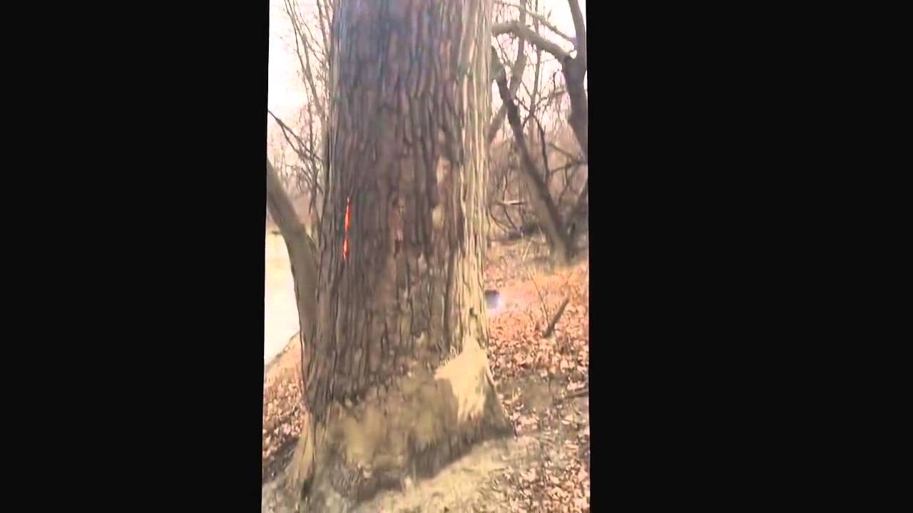  شجرة غريبة تحترق من الداخل دون ان تمس النار قشرتها أو تخرج دخان (فيديو)