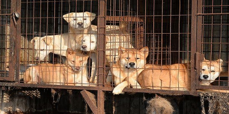 2.5 مليون كلب يذبح سنويًّا لموائد الطعام في كوريا الجنوبية