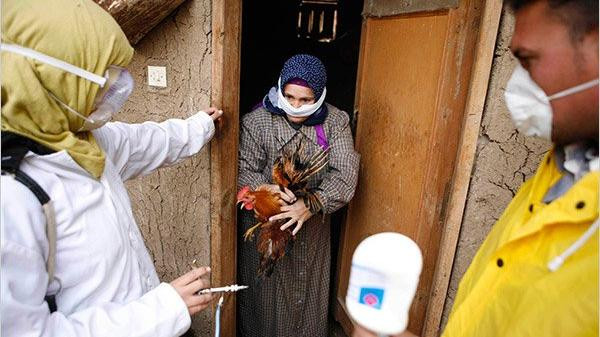 مصر.. ارتفاع حالات الإصابة بإنفلونزا الطيور لـ15