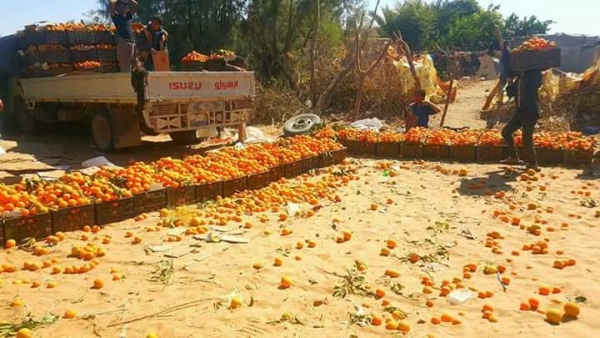 بالصور: محافظة مأرب تعيش موسم حصاد فاكهة البرتقال