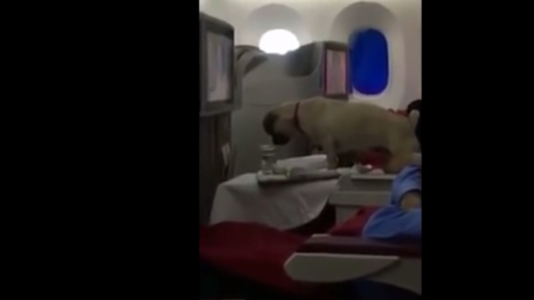 كلب «ملياردير» على متن إحدى طائرات الخطوط المغربية يتسبب في إقالة رئيسها