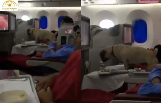 كلب «ملياردير» على طائرة مغربية يتسبب بإقالة رئيس شركة الطيران (فيديو)