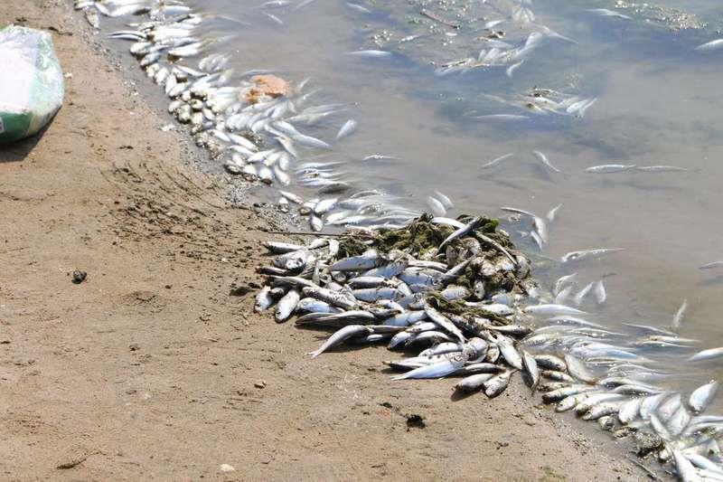 بالصور: نفوق آلاف الأسماك بكورنيش جدة السعودية
