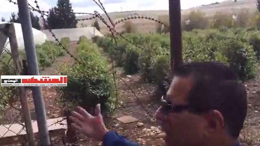 شاهد بالفيديو.. مزارع القات الواسعة في إسرائيل على أنغام العود اليمني الأصيل