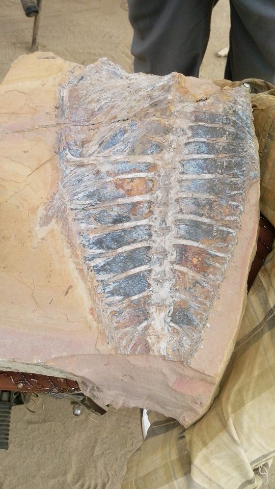 العثور على سمكة متحجرة داخل صخرة بقرية غير ساحلية في اليمن