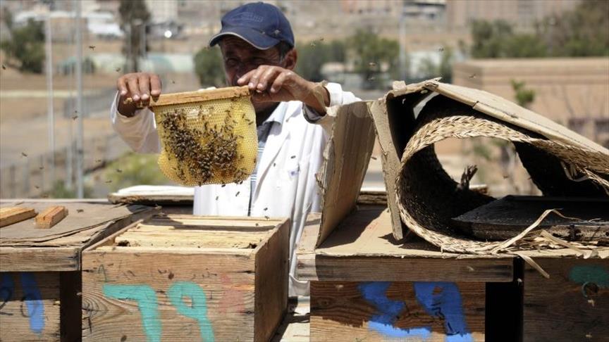«الحرب» و«الجفاف» يلسعان النحل في اليمن