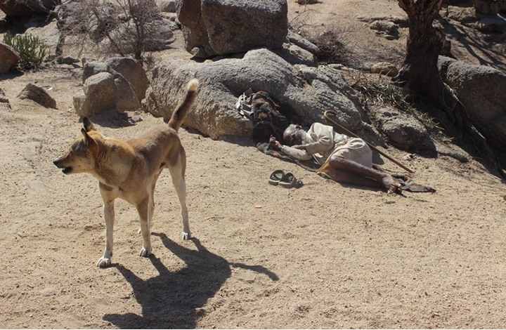 في مشهد غريب.. كلب يحرس سبعينيا نائما باليمن (صورة)