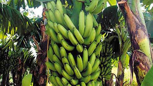الحكومة اليمنية تسعى للحد من زراعة الموز لعدة اسباب