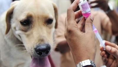 الحديدة: 1000 حالة إصابة بداء الكلب..وتوقف علاج المصابين بعد نفاذ اللقاح