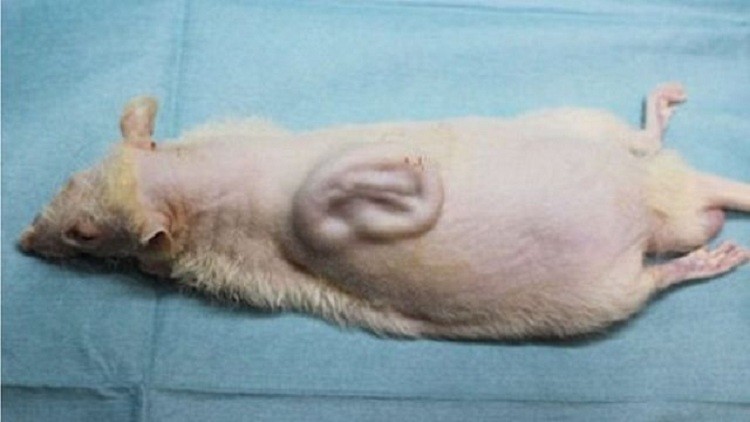 علماء اليابان ينبتون أذنا بشرية على ظهر فأر (صورة)