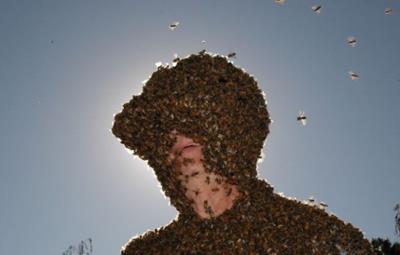 النحل تهاجم رجلا حتى الموت في محافظة اب