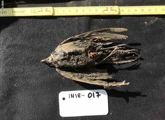 العثور على طائر متجمد منذ 46 ألف عام.. هكذا بدا (صورة)