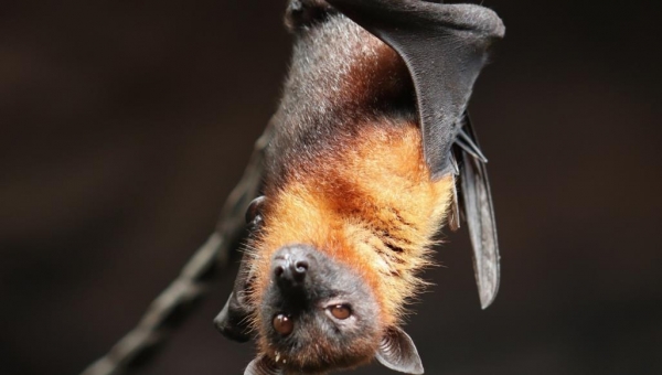 الخفاش قد يكون بريئاً من تهمة التسبب في كورونا المستجد