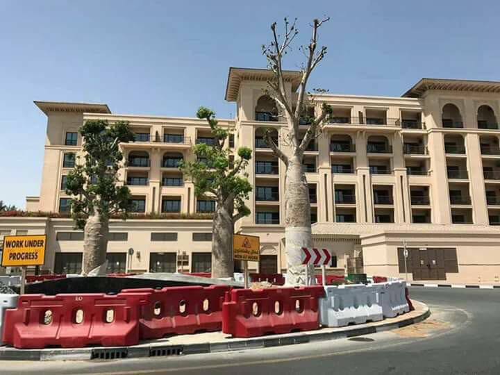 وزير الإعلام يكشف حقيقة انتقال شجرة دم الأخوين إلى الإمارات