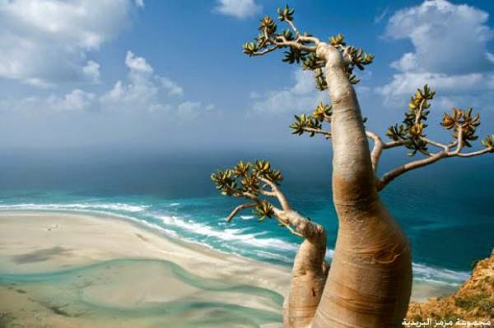 الحكومة اليمنية تكشف عن توجه سعودي لتأهيل جزيرة سقطرى