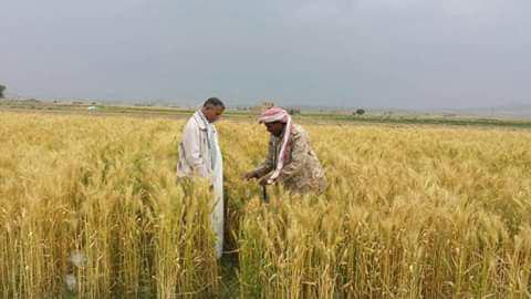 تراجع إنتاج الحبوب في اليمن بشكل كبير في اليمن والفاو تحذر
