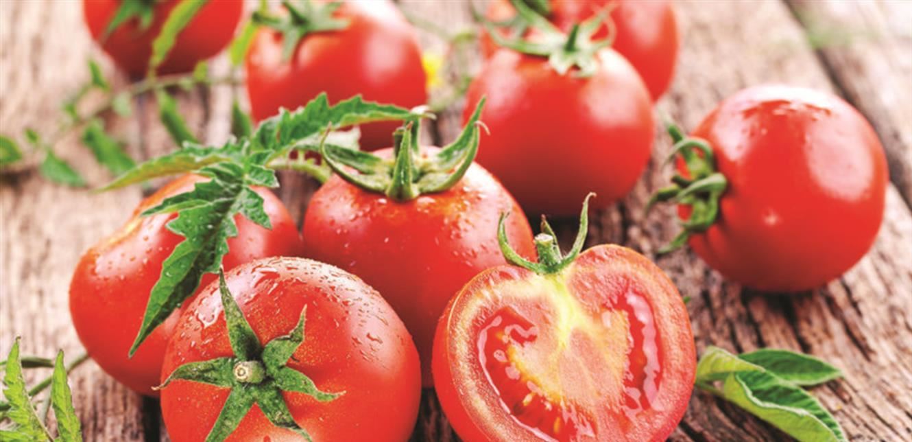 دراسة جديدة تكشف عن فائدة غير متوقعة للطماطم 