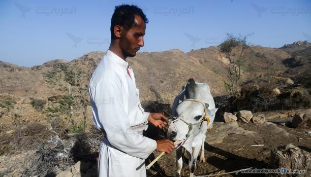 الريف اليمني يواجه تداعيات الحرب والمناخ