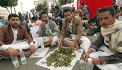 اليمن: القات يثبت أنه أكثر صمودا من الرئيس صالح وحملة (يوم بلا قات) تنهار أمام قوة تأثيره