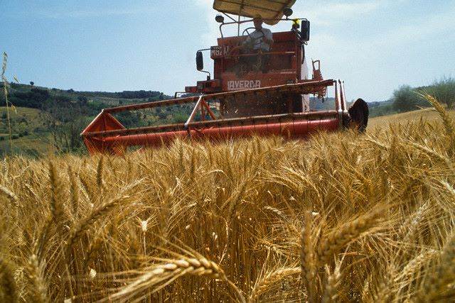 السعودية تتوقف عن زراعة القمح محليا عام 2015