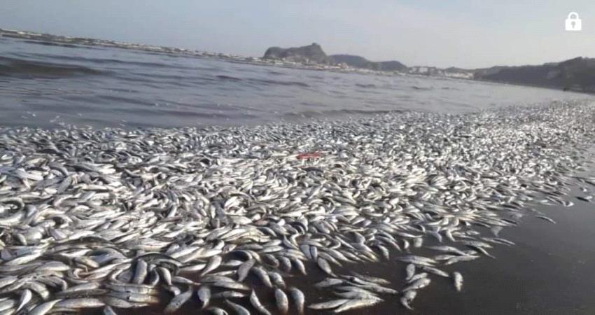 نفوق آلاف الأسماك في عدن في مشهد صادم