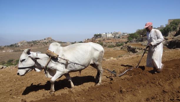 يمنيون يعودون إلى الزراعة بسبب الحرب